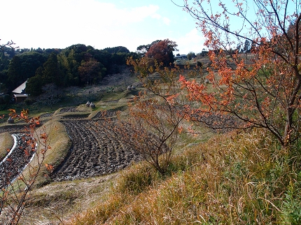 kawai 大山千枚田　 006.jpg